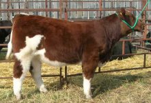 CWA Bodacious 1 Heifer.jpg