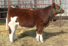 CWA Bodacious 2 Heifer.jpg