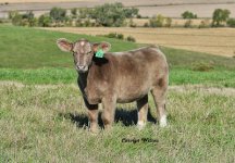 Lot 32 Blueprint x HooDoo Steer.jpg