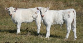 79Y  bull and heifer calf -fall 10-19-2013.jpg