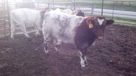 Throwback calf tangled_opt.jpg