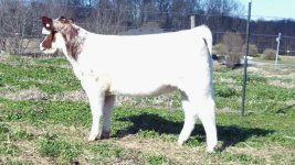 Josies calf.jpg