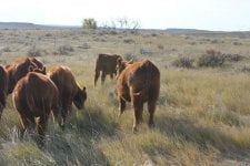 R2 with Reg calves.jpg