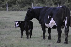 calf 2.jpg