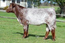 Shadybrook steer.jpg