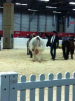 National Champion Shorthorn Bull 2013.jpg