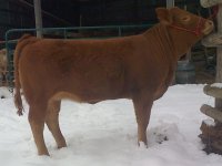 Bee Zee Polled Angelica 16A.jpg