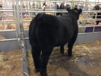 bodybuilder steer rear.JPG