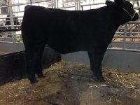 bodybuilder steer side.jpg