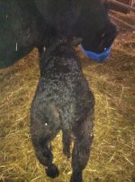 melody 13 calf.jpg