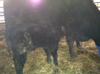 melody 13 calf 2.jpg