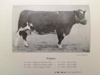 vorace 1927 maine anjou cow.jpg