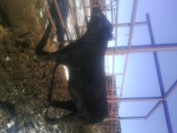 Bull side profile #1jpg.jpg