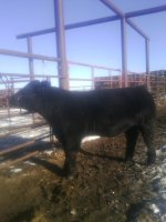 Bull side profile #1jpg.jpg