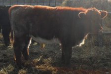 bullcalf.JPG