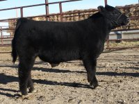 BULL 3106 3.jpg