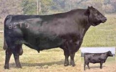 Angus1.jpg