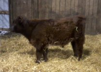 Renegade bull calf.jpg
