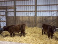 Renegade bull and Star Bucks heifer.jpg