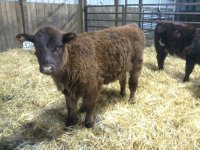 A&T Renegade bull calf.jpg