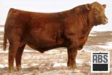 Evolution Red Angus sire.jpg