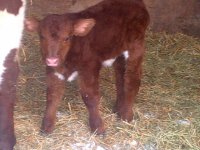 pride calf 1.JPG