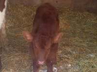 pride calf 2.JPG