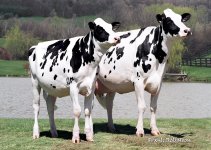 clonecows.jpg