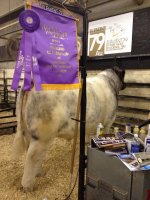 BISS Element National Champion Shorthorn Denver.jpg