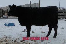 2013 cows 001-001.jpg