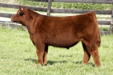 MM Steer Resized.jpg