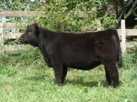 Monopoly MoneyX PB Angus heifer.jpg