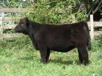 Monopoly MoneyX PB Angus heifer.jpg