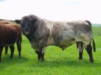 Great Britian-fearn-wyvis-shorthorn.jpg