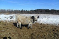 galloway angus cross.jpg