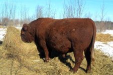 devon bull.jpg