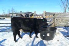 shorthorn angus cross.jpg