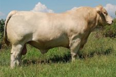 char heifer sire.jpg