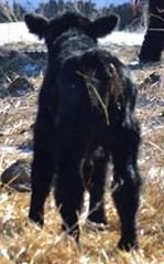 204-1 bull calf rear.jpg