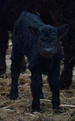 204 bull calf.jpg