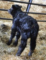 1204 Heifer calf.jpg