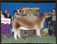 13-reserve-supreme-heifer-western-bonanza-jackpot-show (350x275).jpg