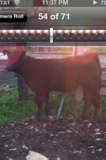 calf.2.2.png