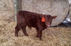 Renegade bull 757 resized.jpg