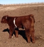 TT bull calf.JPG