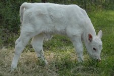 Firewater x 248 daughter baby calf.jpg