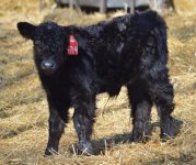 4714 bull calf.jpg