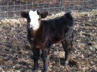 racer heifer.jpg