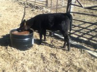 490 Heifer.jpg