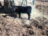 414 Heifer.jpg